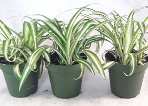 Spider Plants for Sale