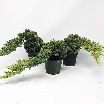Healthy Bonsai Tree Windswept Juniper - Easy to Care For + Responds Well to Wiring and Reshaping, Strictly an Outdoor Bonsai Tree, Can be Added to a DIY Kit