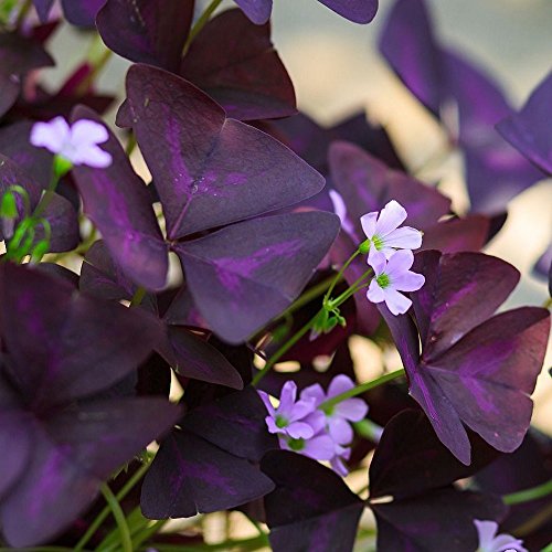 Oxalis Triangularis Bulbs Purple Shamrocks - 20 Robust Bulbs Grows Indoors and Out
