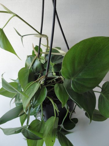 Heart Leaf Philodendron - Easiest House Plant to Grow - 6" Hanging Basket