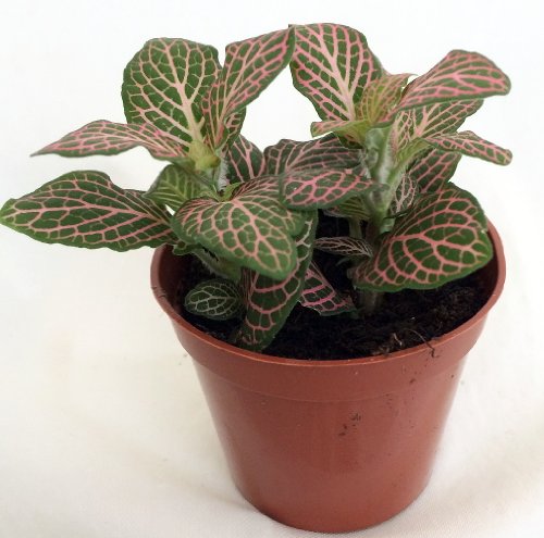 Pink Nerve Plant - Fittonia - Terrarium/Fairy Garden/House Plant - 2.5" Pot