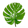 AMERICAN PLANT EXCHANGE Split Leaf Philodendron Monstera Deliciosa Live Plant, 3 Gallon, Indoor/Outdoor Fruit Producing