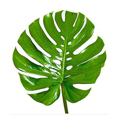 AMERICAN PLANT EXCHANGE Split Leaf Philodendron Monstera Deliciosa Live Plant, 3 Gallon, Indoor/Outdoor Fruit Producing