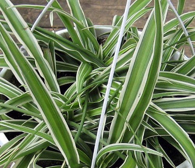 Reverse Variegated Spider Plant - Easy to Grow/Cleans The Air - 4" Pot