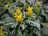 Snow White Zebra Plant - Aphelandra - Exotic & Unusual House Plant - 4" Pot