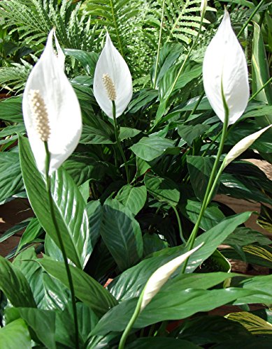 Peace Lily Plant - Spathyphyllium - Great House Plant - 4" Pot