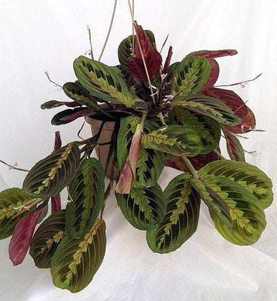 Red Prayer Plant - Maranta - Easy to Grow House Plant - 6" Hanging Basket / from jmbamboo