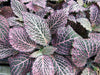 Pink Veined Nerve Plant - Fittonia - Easy House Plant - 4" Pot