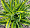 AMERICAN PLANT EXCHANGE Dracaena Lemon Lime Live Plant, 3 Gallon, Indoor/Outdoor Air Purifier