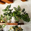 AMERICAN PLANT EXCHANGE Monstera Adansonii Swiss Cheese Live Plant, 8" Hanging Basket, Indoor Air Purifier