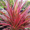 AMERICAN PLANT EXCHANGE Dracena Marginata Colorama Madagascar Dragon Tree Live Plant, 6" Pot, Indoor/Outdoor Air Purifier