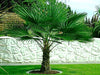 AMERICAN PLANT EXCHANGE Windmill Palm Tree - Cold Hardy 2ft Height Live Plant, 2 Gallon, Indoor/Outdoor Air Purifier