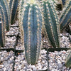 Fat Plants San Diego Pilosocereus pachycladus Cactus Plant