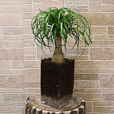 AMERICAN PLANT EXCHANGE Ponytail Palm Single Trunk Live Plant, 6" Pot, Indoor/Outdoor Air Purifier