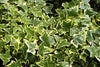 Gold Child English Ivy - Hardy Groundcover/House Plant - Sun or Shade - 4" Pot