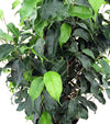 Wintergreen Weeping Fig Tree - Ficus - Great Indoor Tree for Low Light - 8" Pot