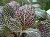 Pink Veined Nerve Plant - Fittonia - Easy House Plant - 4" Pot