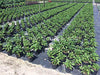 PlantVine Philodendron 'Xanadu' - Large - 8-10 Inch Pot (3 Gallon), Live Indoor Plant