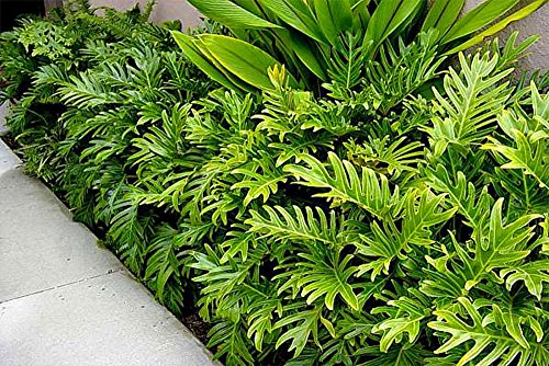 AMERICAN PLANT EXCHANGE Xanadu Philodendron Live Plant, 3 Gallon, Green