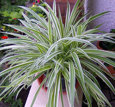 Reverse Variegated Spider Plant - Easy to Grow/Cleans The Air - 4" Pot