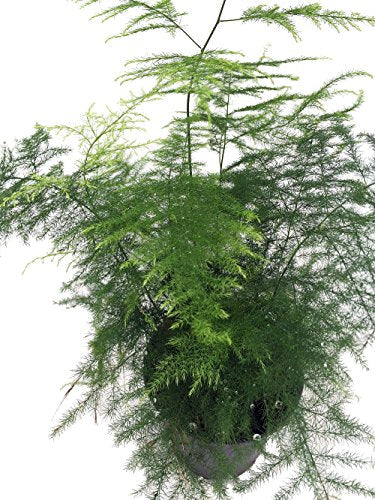 Fern Leaf Plumosus Asparagus Fern - 4" Pot - Easy to Grow - Great Houseplant