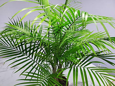 Majesty Palm - 3 Gallon Pot - Overall Height 42" to 48" - Tropical Plants of Florida