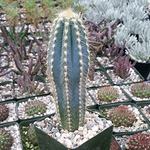 Fat Plants San Diego Pilosocereus pachycladus Cactus Plant