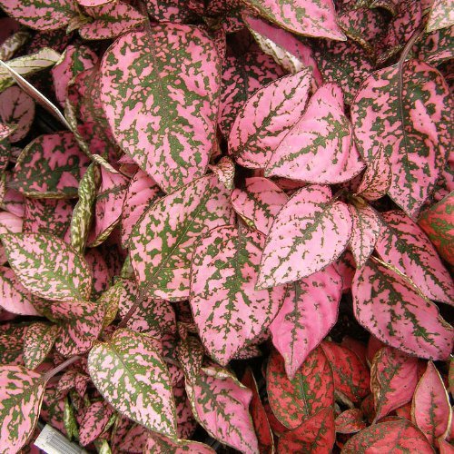 Jmbamboo - Fairy Garden Hypoestes Phyllostachya, Confetti, Polka Dot Plant